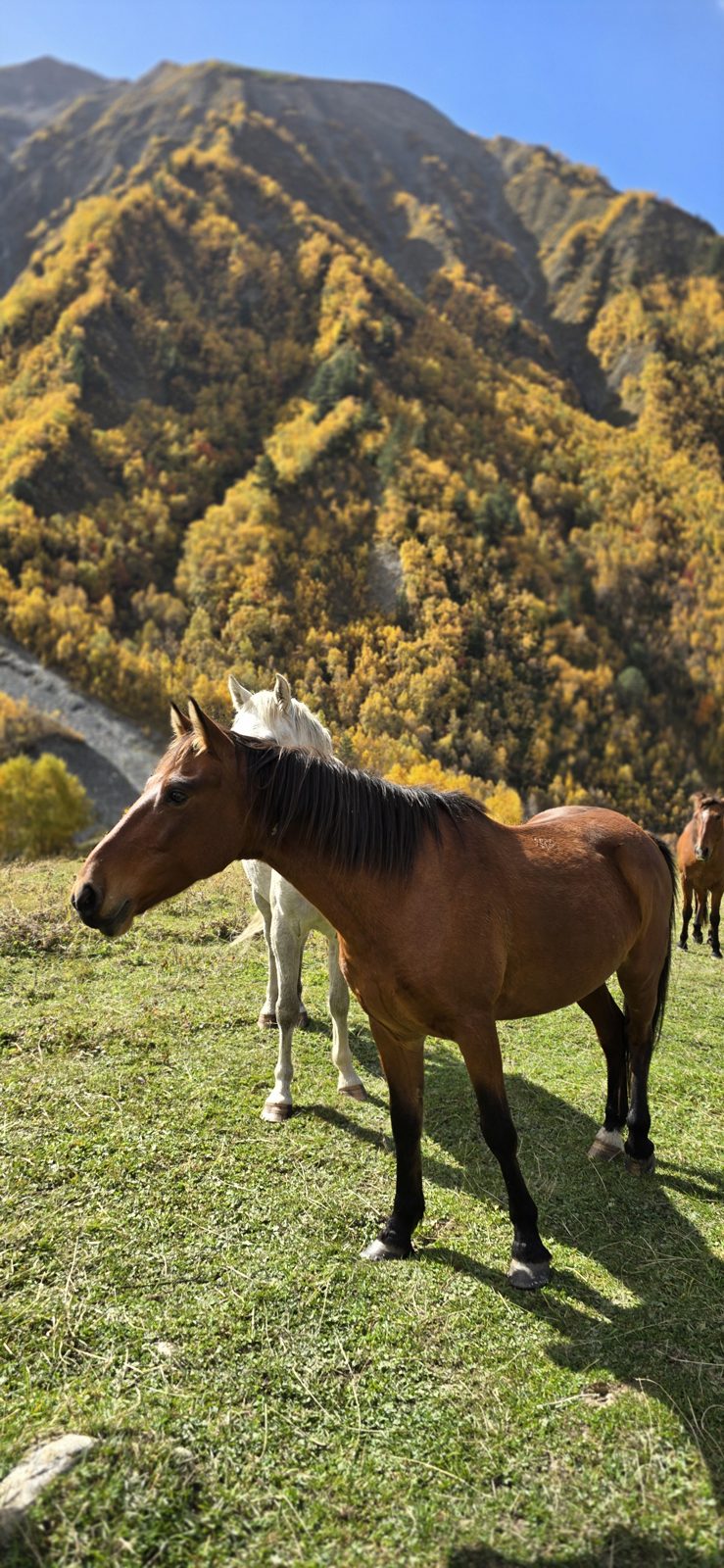 A horse in the autumn pastures of Svaneti, Georgia