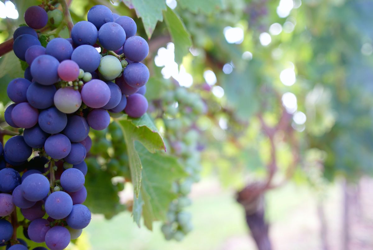 Ripe grapes on the vine in Georgia's Kakheti wine country