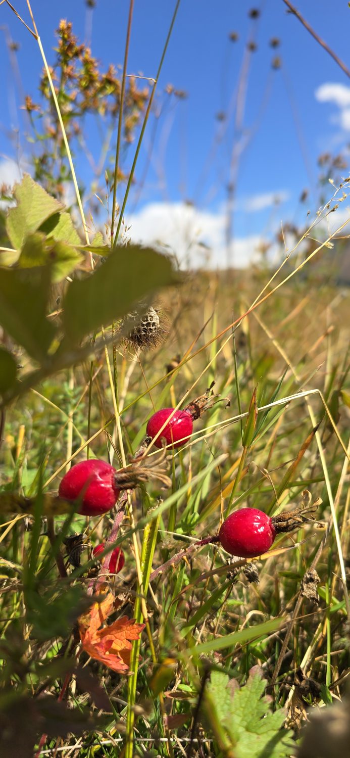 Wild berries along the path
