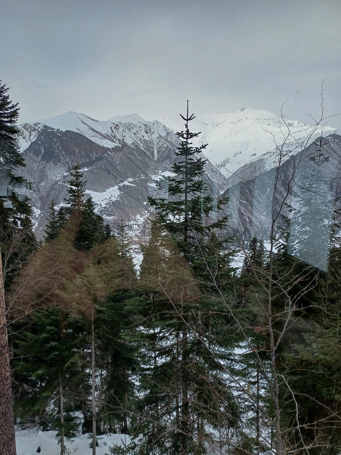Snow in the Svaneti forest