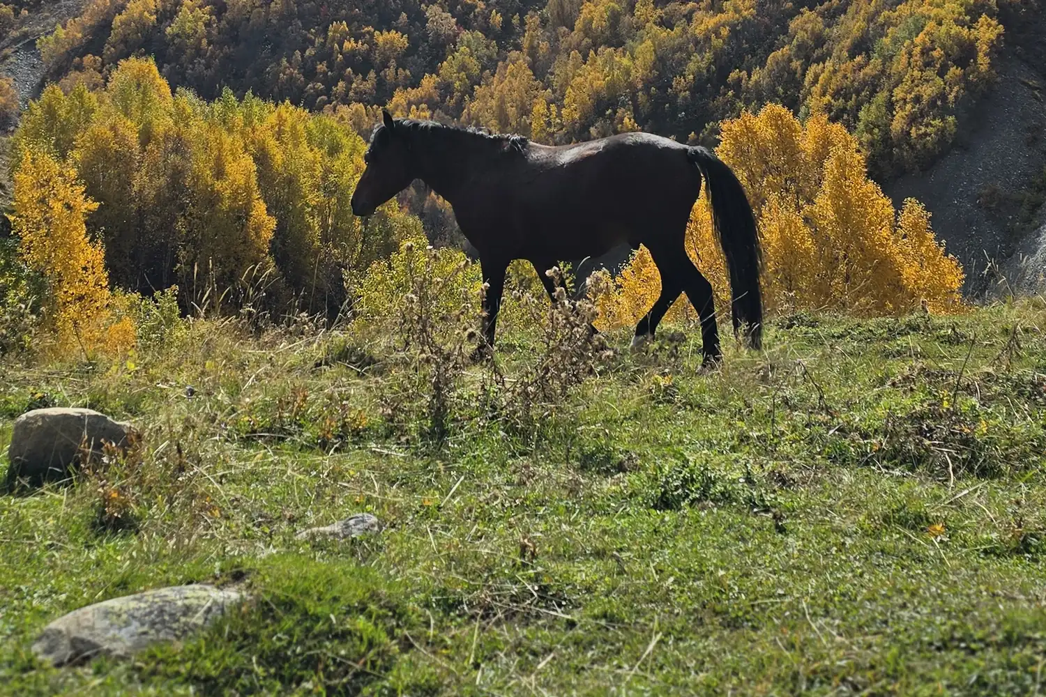A horse grazing on an autumn hillside in upper Svaneti, Georgia