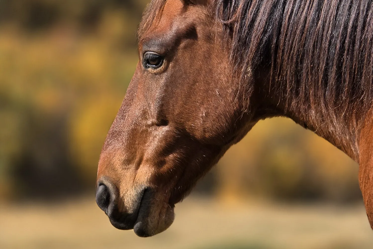 A horse in upper Svaneti, Georgia, of the kind used at the river crossing