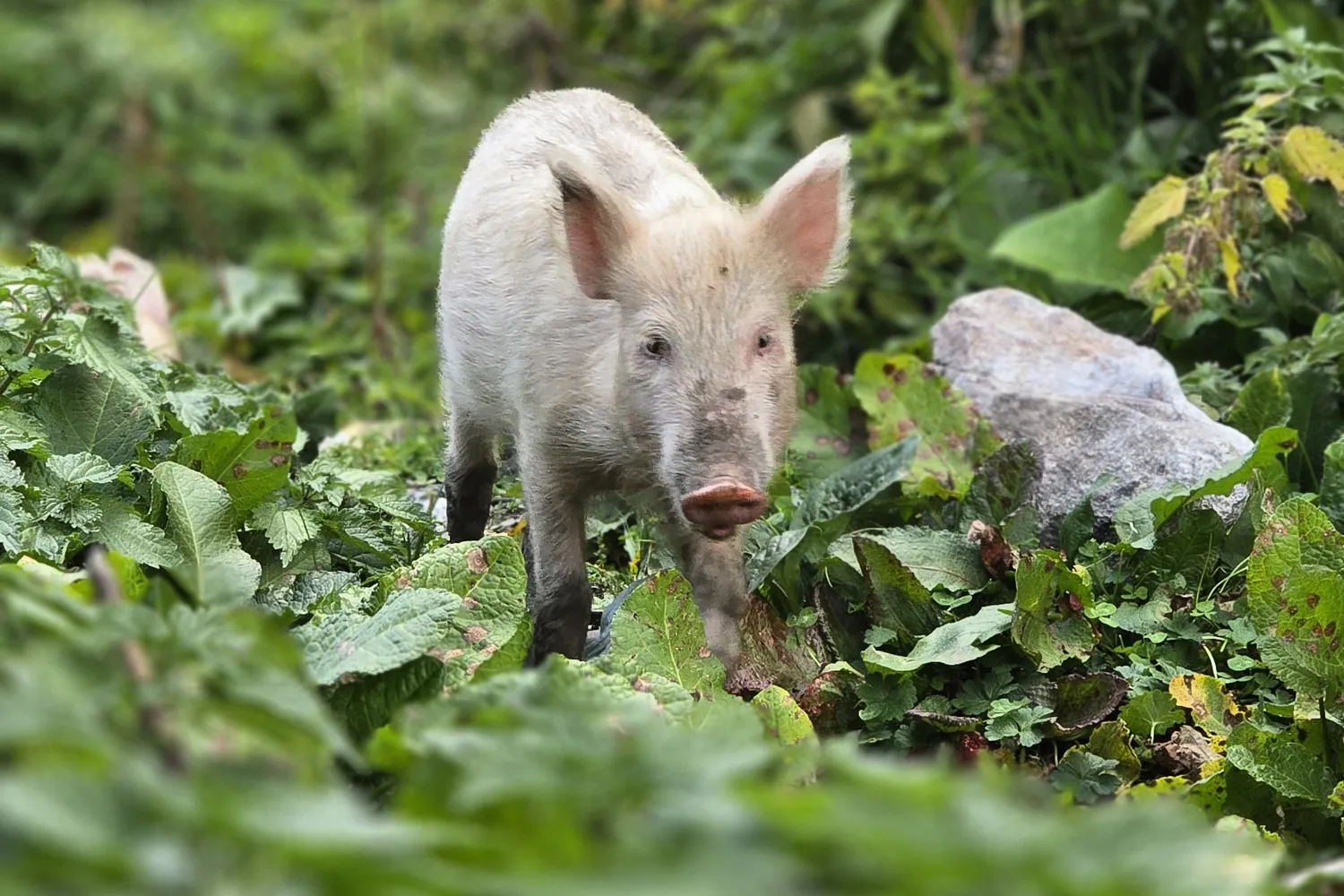 A piglet on a village path in upper Svaneti, Georgia