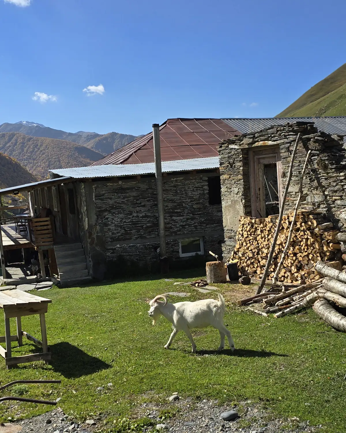 A goat in the yard of a stone house in a Svaneti village, Georgia