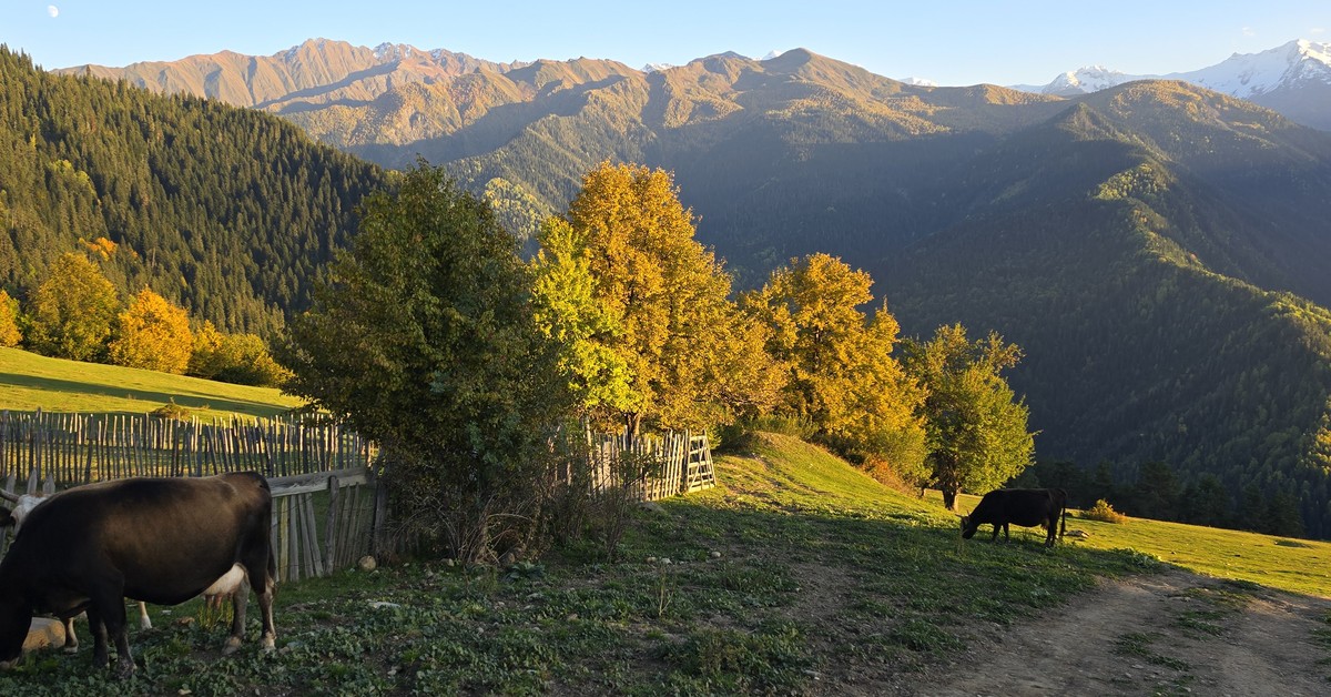 Cows grazing on an evening pasture above Mestia, Upper Svaneti, Georgia, with autumn trees and mountains