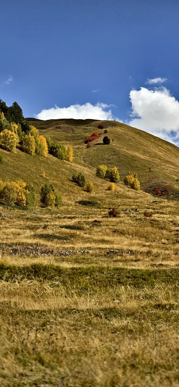 Golden autumn pasture in Upper Svaneti, Georgia