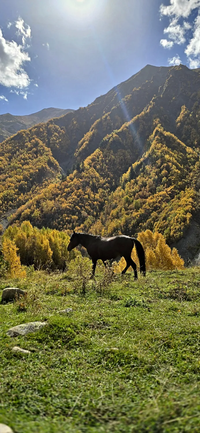 A horse grazing below a golden autumn mountain in Svaneti, Georgia