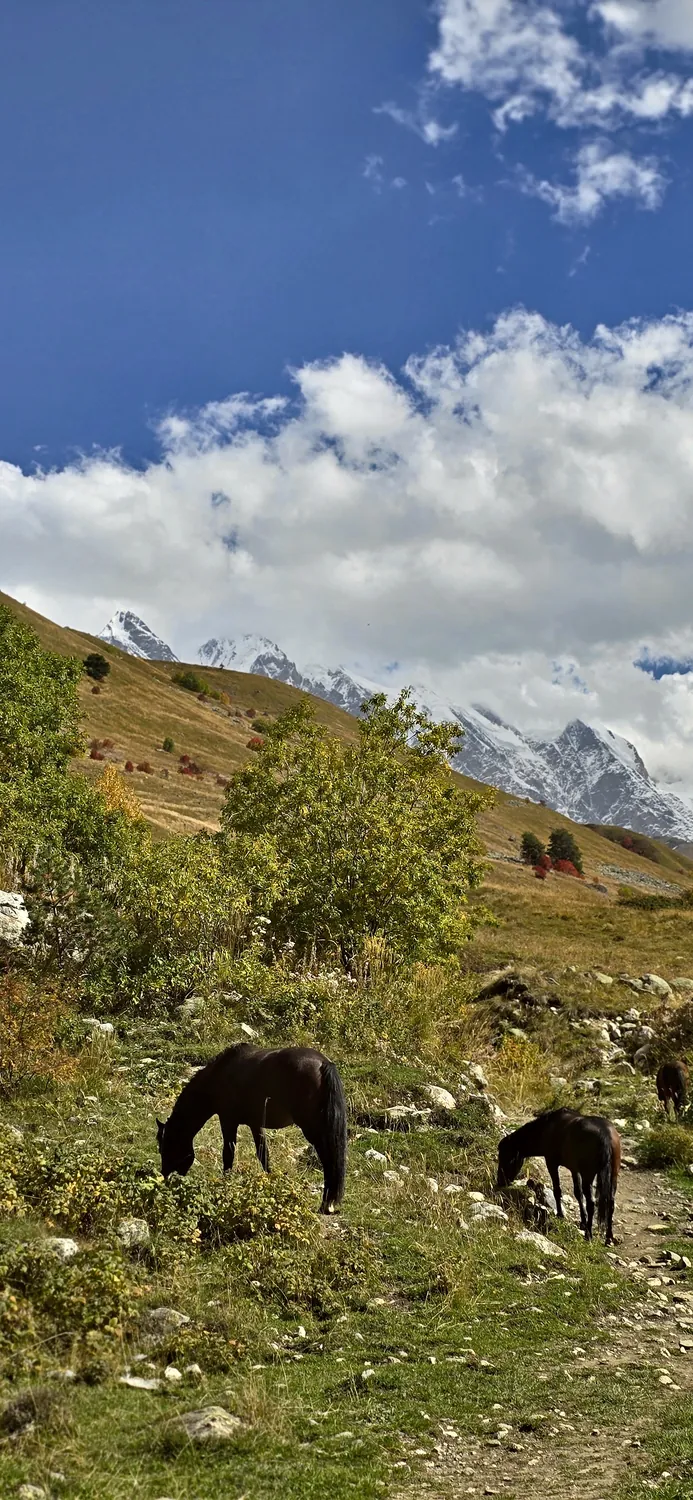 Horses grazing below snow-capped peaks in Upper Svaneti, Georgia