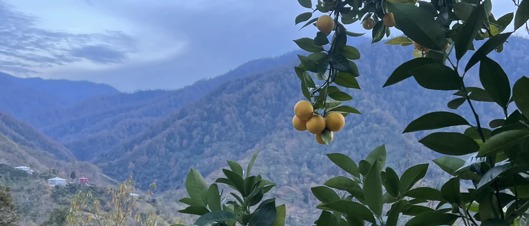 Ripe tangerines on a branch with forested mountains behind, western Georgia