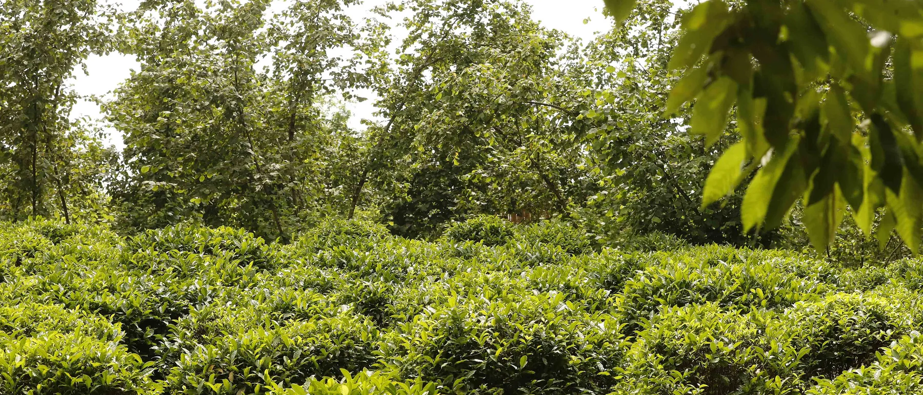 Green tea bushes in a plantation in Guria, Georgia