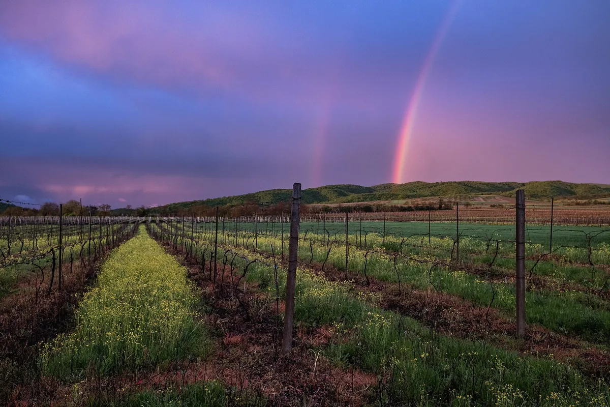 Rows of vines in a Kakheti vineyard under an evening sky with a rainbow, Georgia